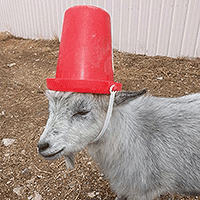 Goat with a red bucket on its head.