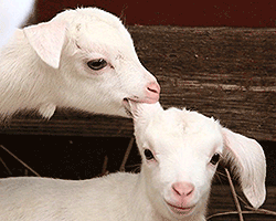 Two goat kids. One is biting the other on the ear.