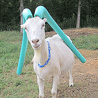 Goat with teal foam tubes covering it's ears.